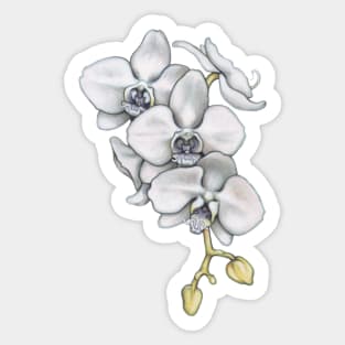 Orchid Flower Sticker